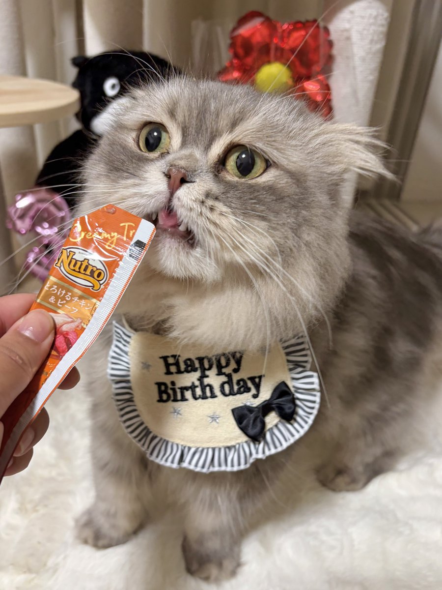 roshbomaru's tweet photo. ロッちゃんお誕生日おめでとう🎂そしてうちに来て1年🎉優しくてちょっぴりおっちょこちょいなロッちゃん、いつも飼主を笑顔にさせてくれてありがとうーー🫶 https://t.co/FAnmpjZxwC