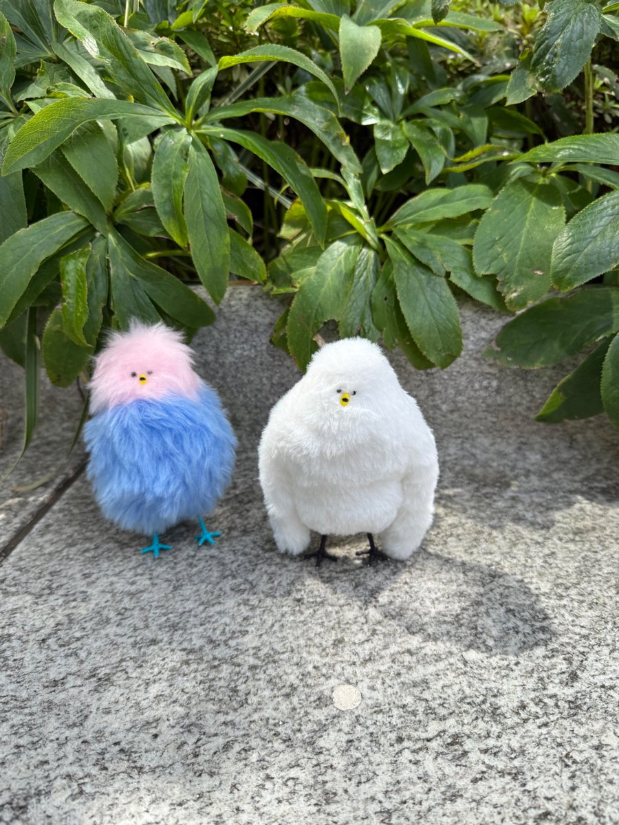 ぬこ (@nukonokonuko) / Posts / X