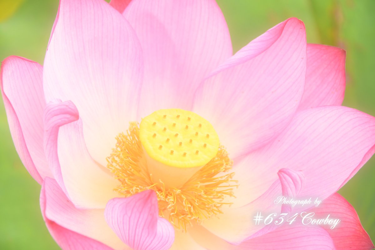 634Cowboy_Photo's tweet photo. ༻✻༺༻✻༺༻✻༺༻✻༺༻✻༺༻✻༺༻✻༺༻✻༺༻✻༺༻✻༺༻✻༺༻✻༺

　　　　　　　　　　　2026年 7月12日 日曜日

　　　　　　　 ✻ • • • · · おはようございます· · • • • ✻

༻✻༺༻✻༺༻✻༺༻✻༺༻✻༺༻✻༺༻✻༺༻✻༺༻✻༺༻✻༺༻✻༺༻✻༺ https://t.co/4KvcfDI5Kv