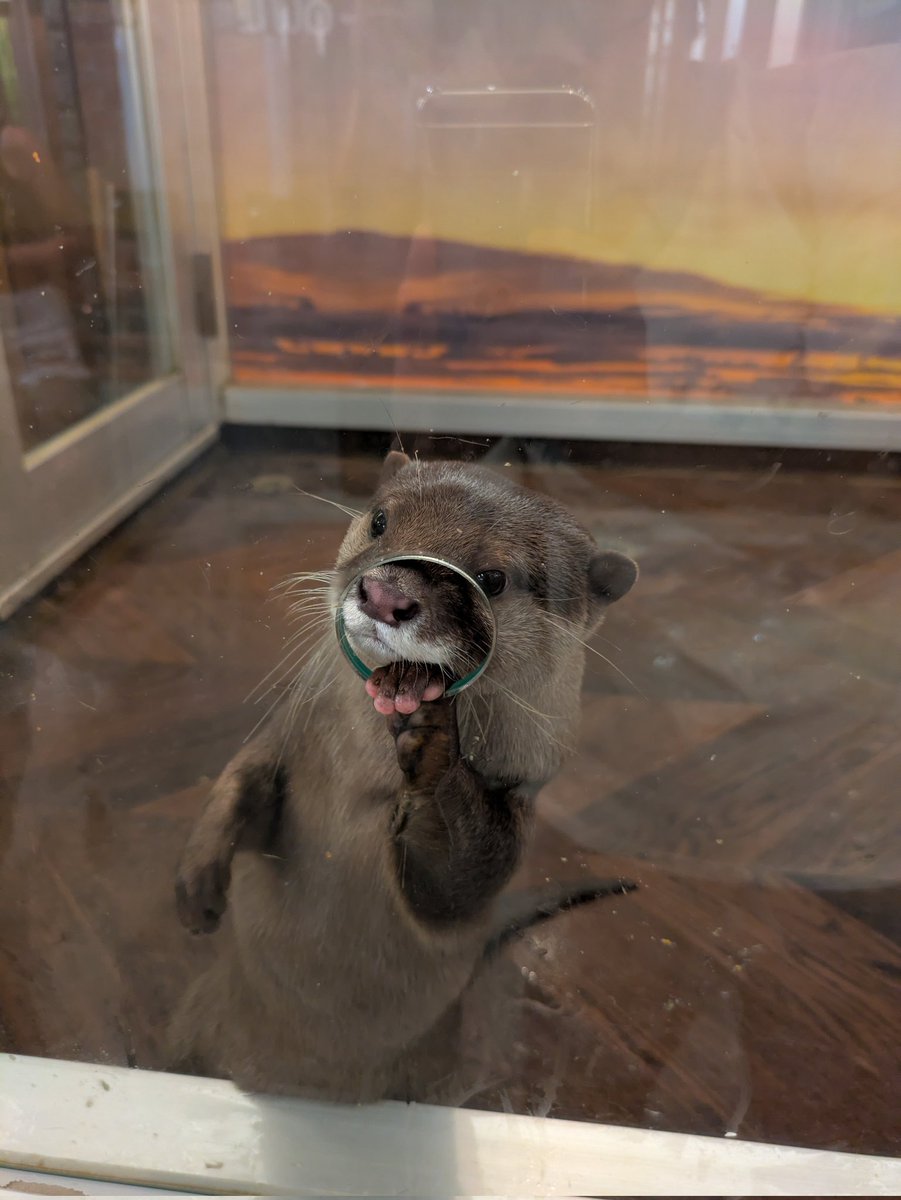 sakachan_disney's tweet photo. 久々にカワウソのワチャワチャが見れました！ https://t.co/vlkXmCc8Fx