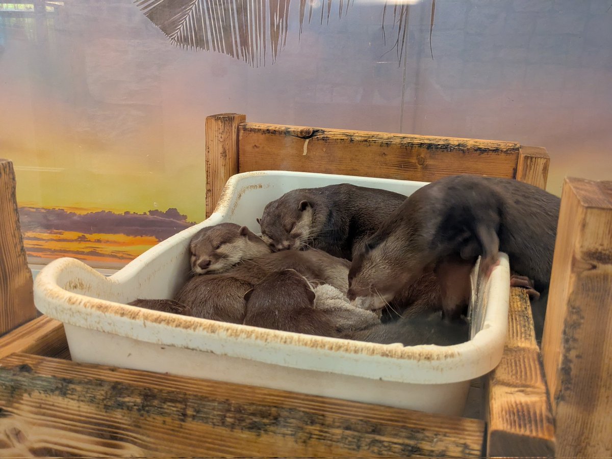 sakachan_disney's tweet photo. 久々にカワウソのワチャワチャが見れました！ https://t.co/vlkXmCc8Fx