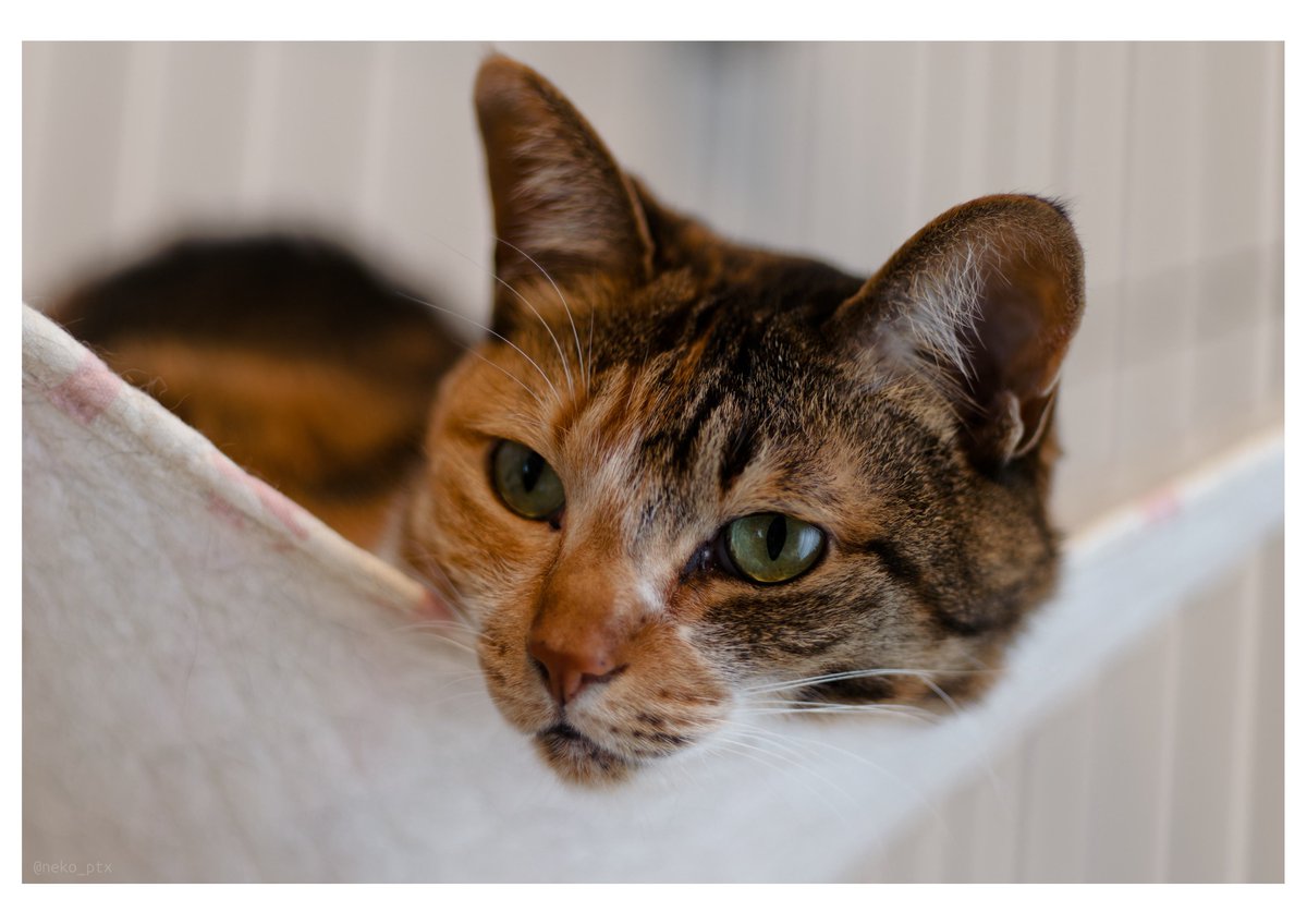neko_ptx's tweet photo. #catdays 

PENTAX K-1 Mark II
HD PENTAX-FA 77mmF1.8 Limited https://t.co/0Ofr812C3c