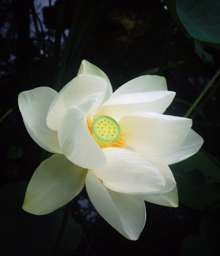 Yuzupon551's tweet photo. 今日のロータス*｡ﾟꕤ*｡ﾟ
#唐招提寺　#ロータスロード https://t.co/s2MW8zoFby