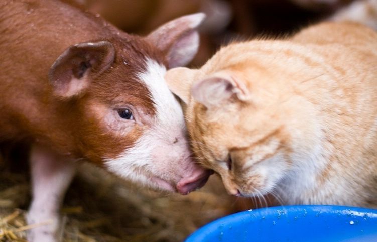 JohnOberg's tweet photo. Why love one but eat the other? 🤔 #loveALLanimals #Caturday https://t.co/WzIcGMpuvi