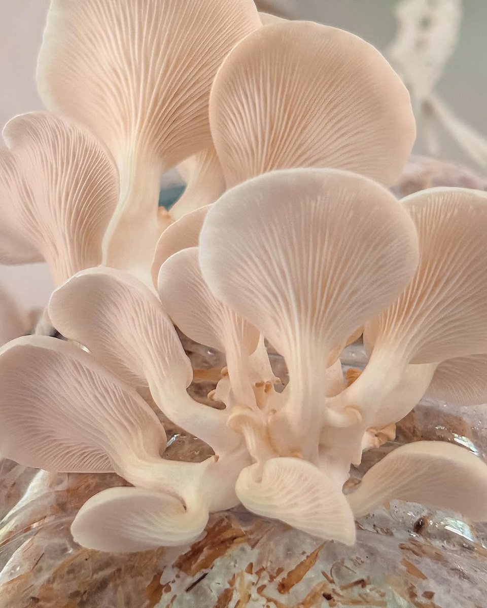 DollyfaceA's tweet photo. We're growing mushrooms, its so cool to see them grow, they're so soft and squishy https://t.co/MH4IZ8pV5N