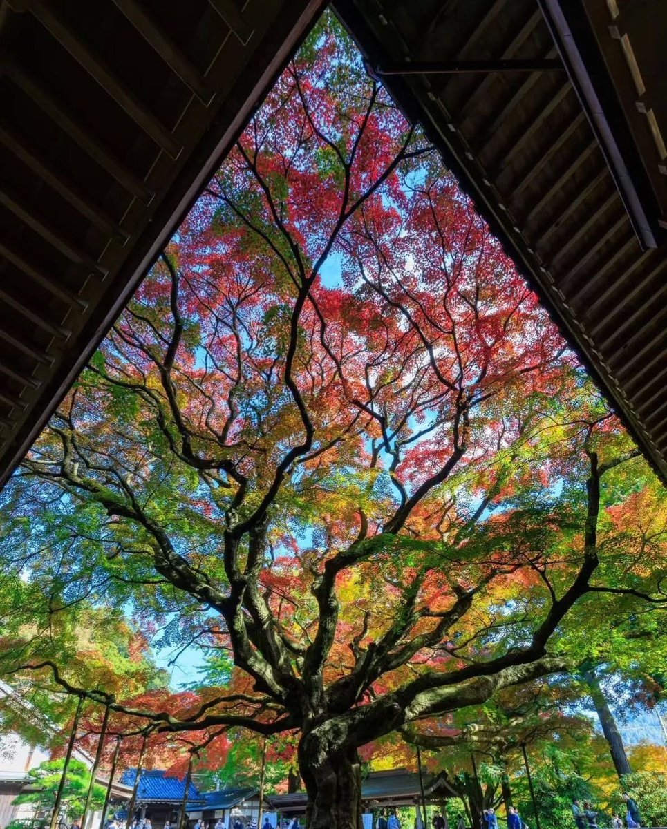 artindetails's tweet photo. sometimes all you need is to look up. https://t.co/Fm52x2Qawm
