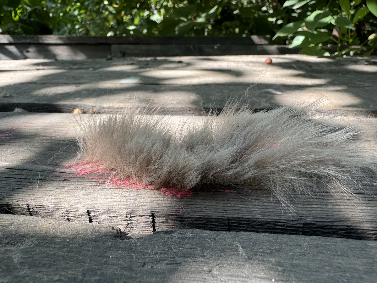 Lbank_'s tweet photo. My works and my cat

Collab

A cat as a brush https://t.co/jo8fwa0fFz