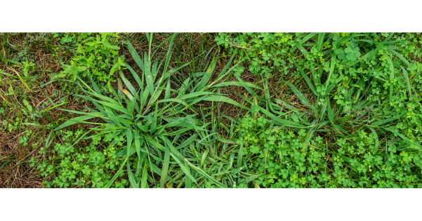 ImageGreenLC's tweet photo. Take control of your lawn today and SAVE when you sign up with Green Image.

https://t.co/KL9ck72o43

#lawns #lawncare #crabgrass #weedcontrol #summer #outsideliving https://t.co/W2iyxuglRK