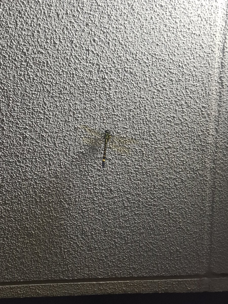 saltno1's tweet photo. わかりにくいけど
マンション廊下の天井にトンボぶら下がってた笑 https://t.co/B07uKH2vRj