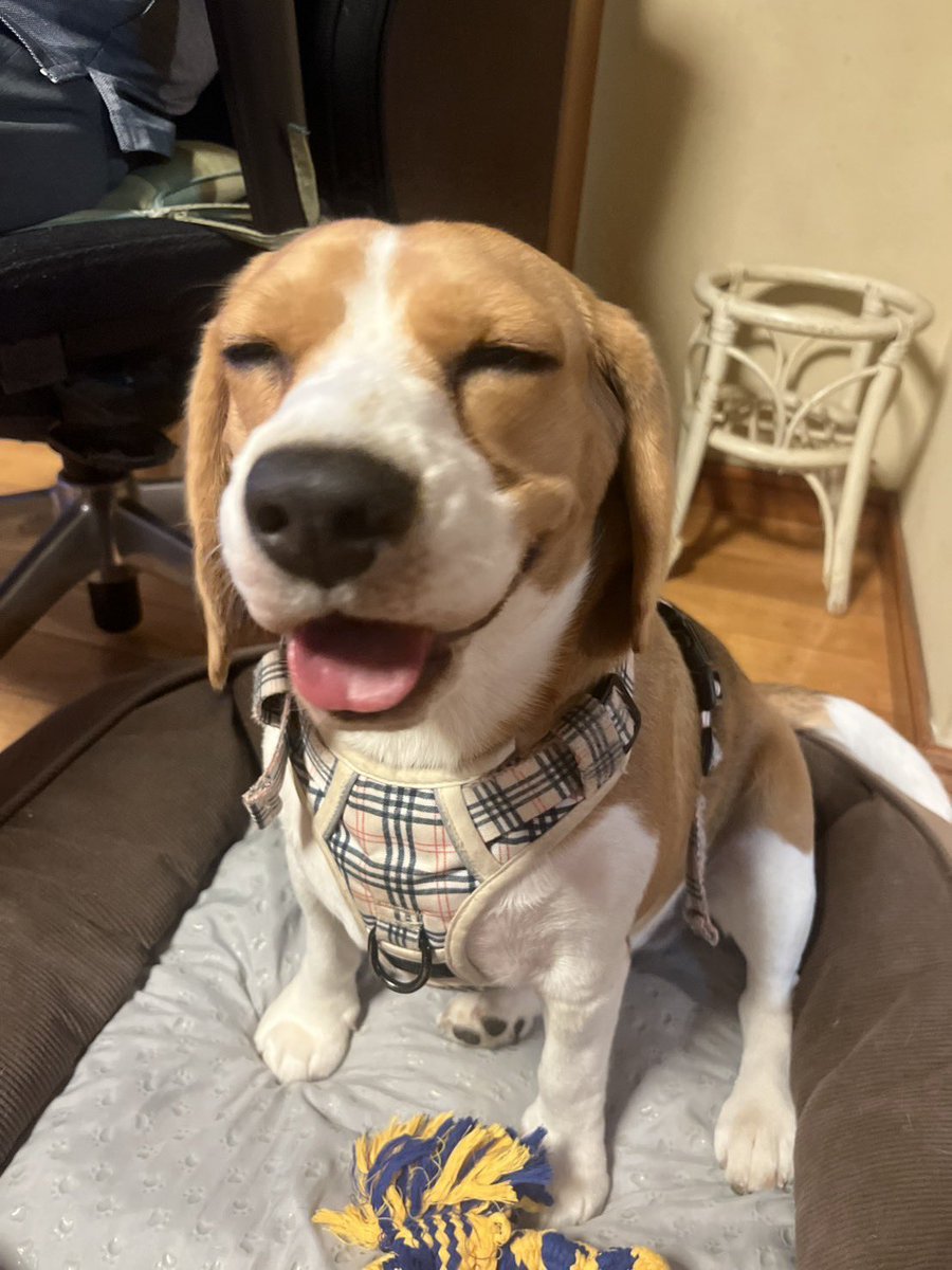beagle_0408's tweet photo. 土曜は家族がみんないて最高らしい https://t.co/X9KLyLTdt4