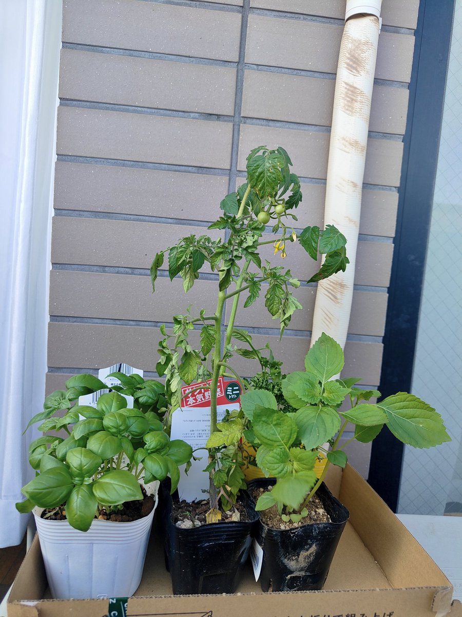 TJMMeg's tweet photo. トマトさん、
すくすく育っています🍅
苗のころから育ててきて、気づけばこんなに赤くなりました。
去年は2粒しか収穫できなかったのに、今年は豊作の予感です。
こうして写真で見返すと、成長の記録がはっきりわかって嬉しい。
植物も、仕事も、音楽も、積み重ねた時間は嘘をつかないですね。 https://t.co/LzLX9ol7aQ