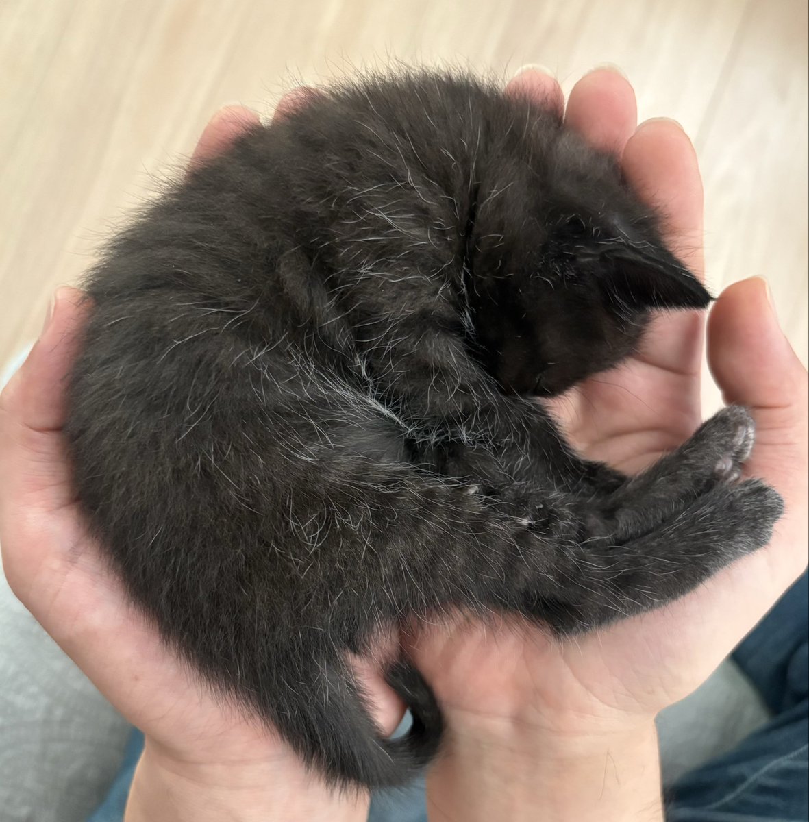 siromeeeeeee's tweet photo. 🤲🏻💤 https://t.co/ZFuxt6NbMM