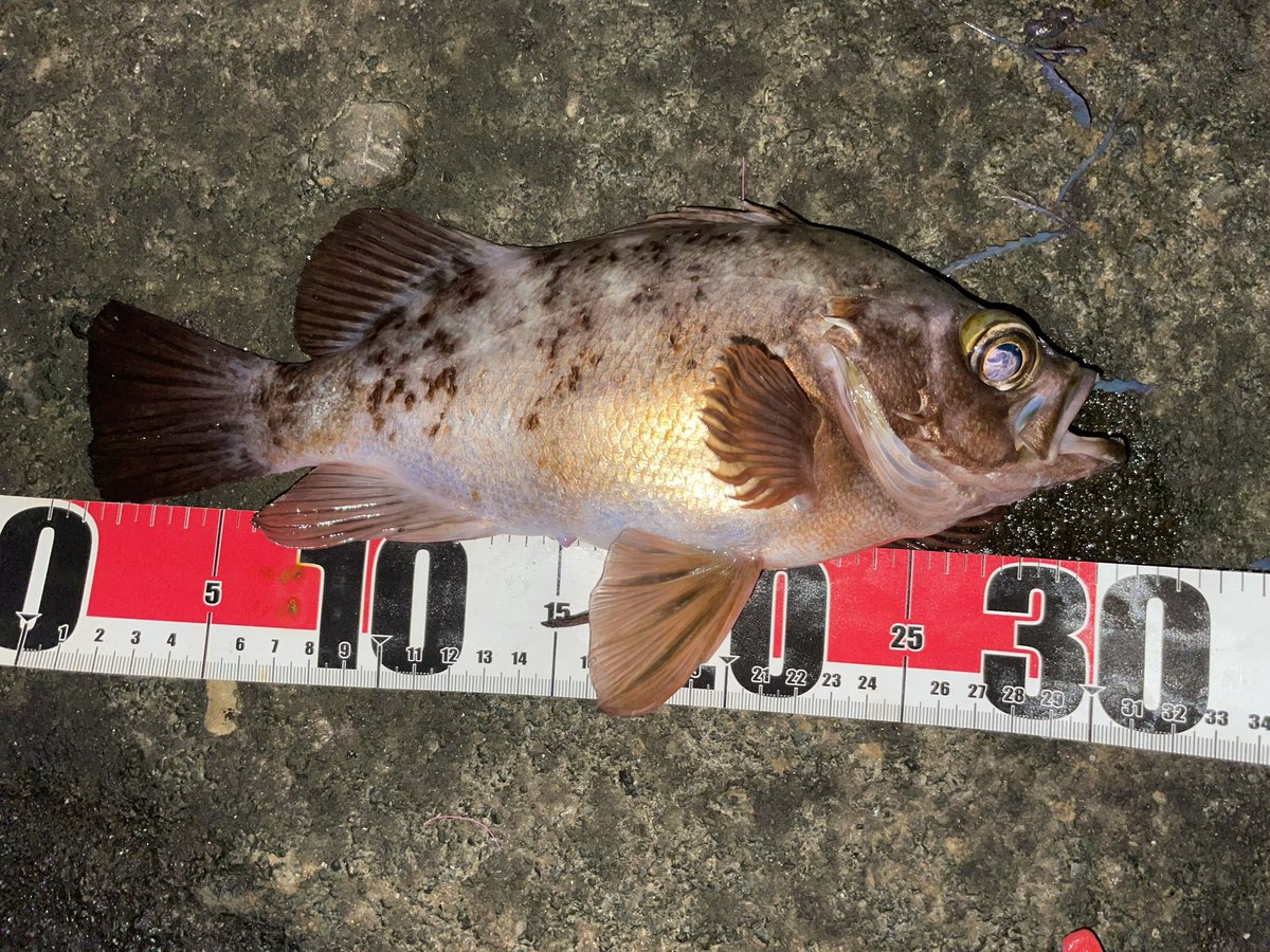 kanrafishing's tweet photo. 親父もフカセで尺メバル釣った！ https://t.co/M24f2peT3u