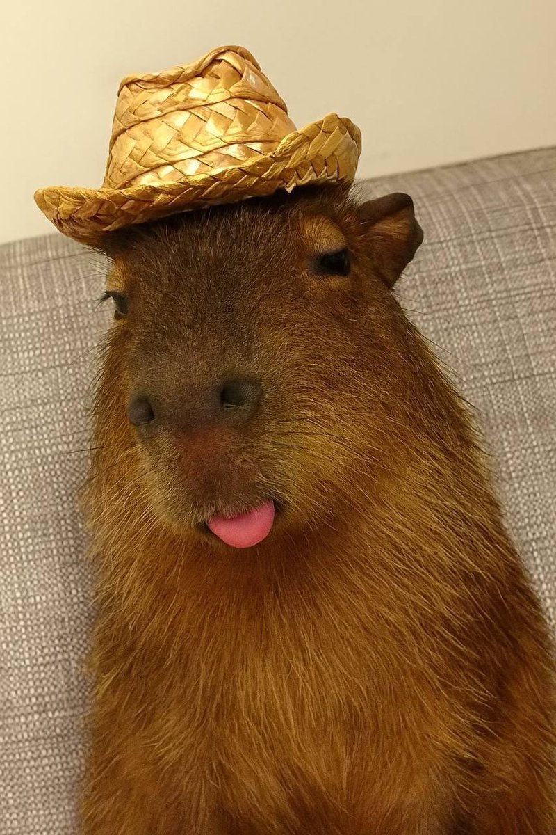 oluwajobasam's tweet photo. @Ministerr $CAPYBARA is building with good vibes, a loyal community, and exciting NFTs on the way. Now’s a great time to join the pond before the next wave. @Capybaraon_sol is bullish!

CA: 8qipLp9tPMkhGaf6qW3BzVzyjba1QztZooCzZAw7pump https://t.co/IIz7UUAKuq