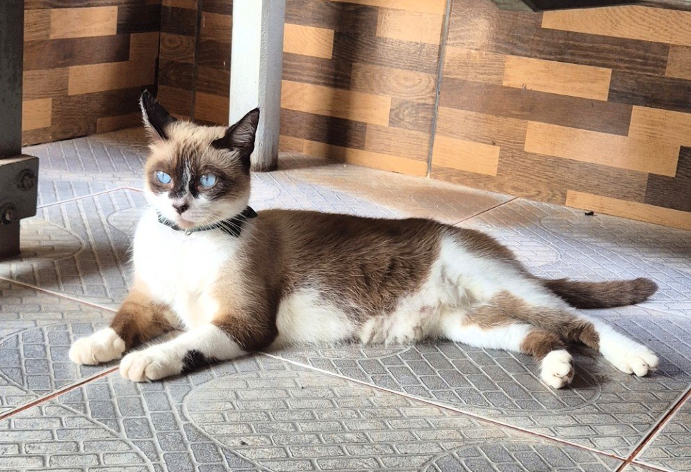 nebul0saescura's tweet photo. confie no potencial do seu gato esquálido anêmico orelhudo cabeçudo de ficar bonito e viçoso

Aqui são dois 🥹 https://t.co/HcvPMAKqt6