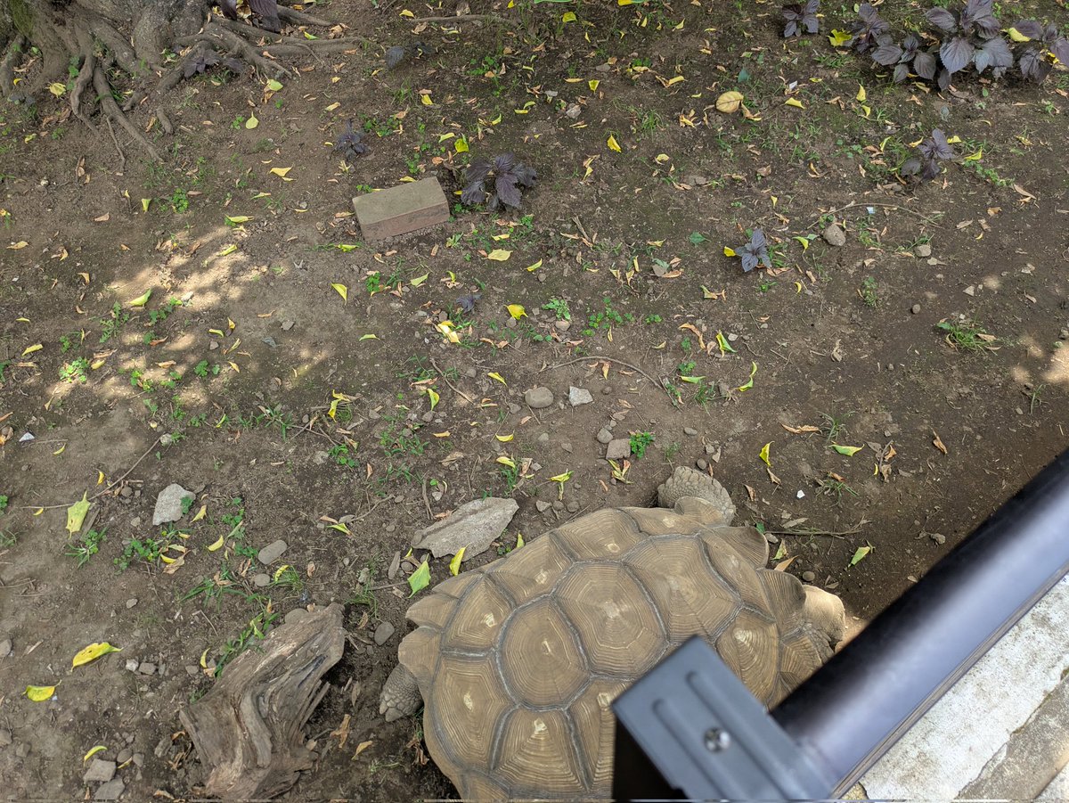 fraupandanu's tweet photo. 亀🐢さんお写真あげ忘れたよ…
結構デカイくて可愛いです(⁠.⁠ ⁠❛⁠ ⁠ᴗ⁠ ⁠❛⁠.⁠) https://t.co/BsNjFSMDFW
