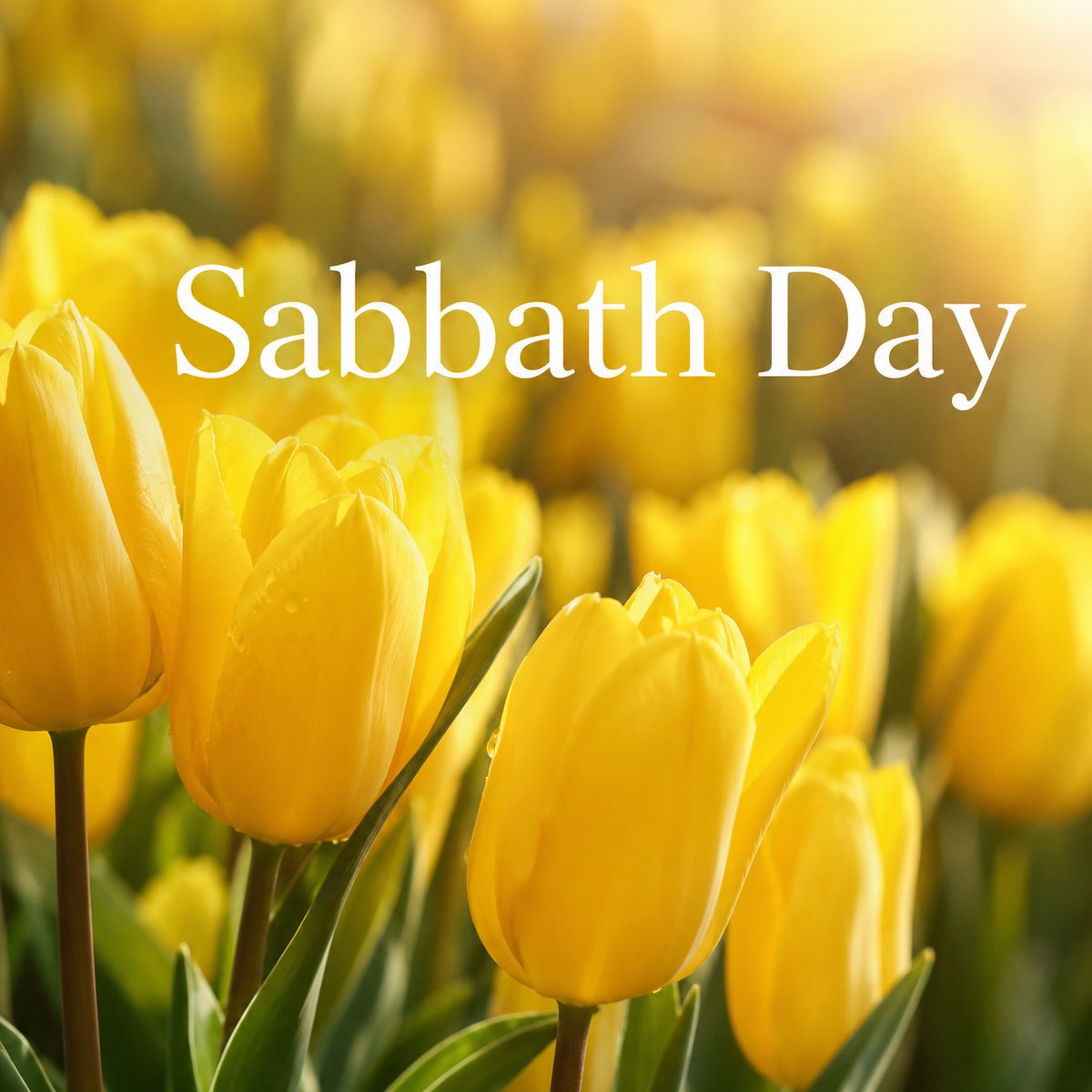 AlyssaL53782333's tweet photo. Today was another joyful #Sabbath. As I studied God's word in the Bible, I repented and gave thanks for my salvation. From now on, I will live my life within God's word, practicing #good_deeds, leading an upright life, and #helping_others.  #LOVE #WMSCOG

https://t.co/T6kBxDrPC9 https://t.co/J23LPDakl8