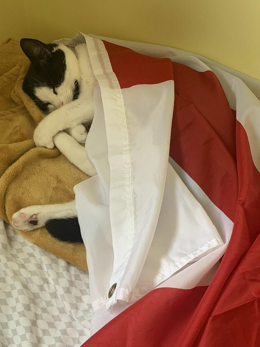 wraggdoll's tweet photo. #ssnthreelions https://t.co/O7xV3Qlfmh