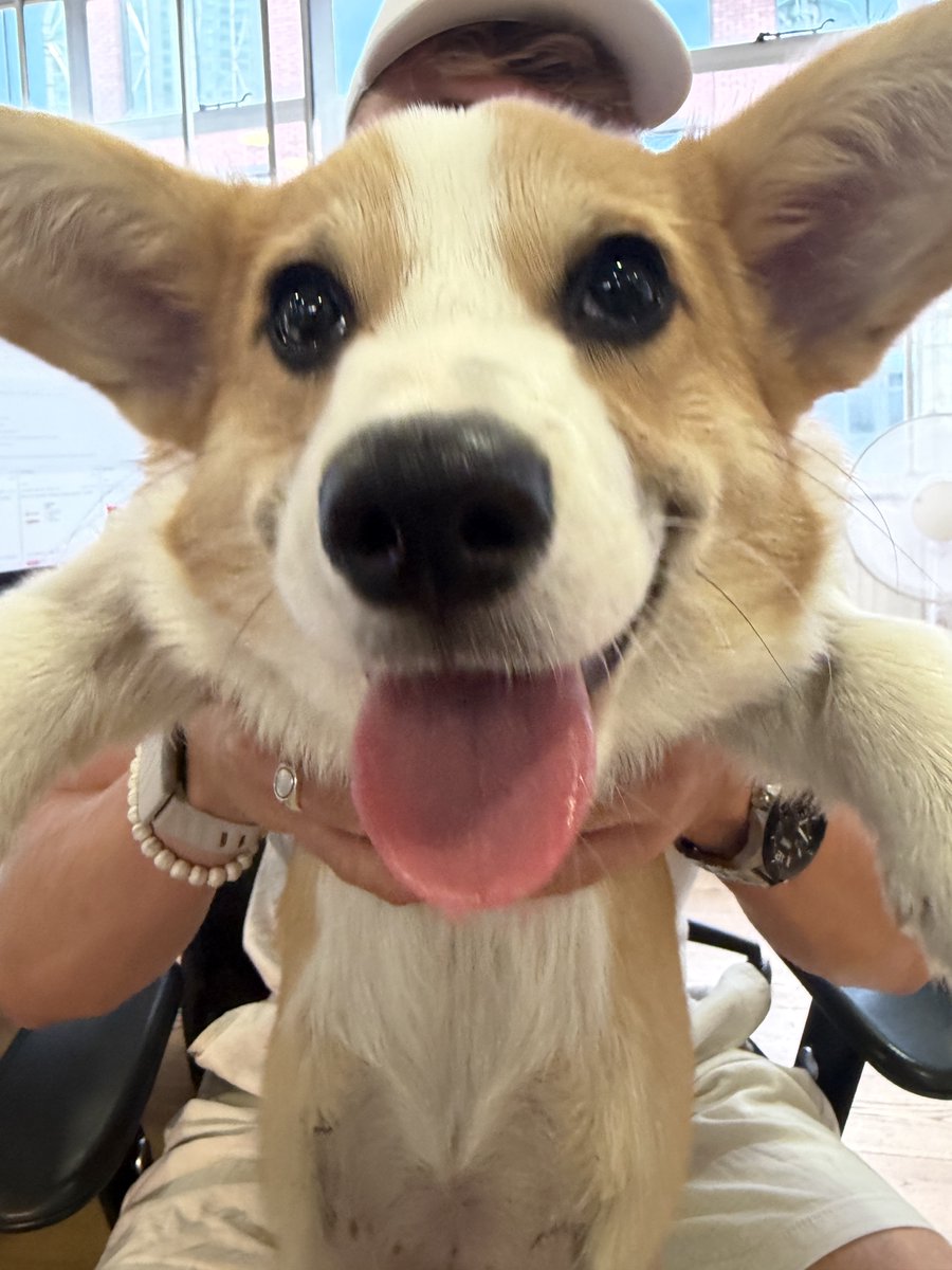 GarrettMart7's tweet photo. Corgi is hiring in London

Come hang w Archie https://t.co/x2j6JSIW57