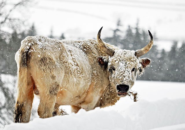Chillingham Wild Cattle Survive as Genetic Marvel with 700-Year-Isolated Herd Remains Intact — HM8i3bCWcAAHAeo Chillingham Wild Cattle Survive as Genetic Marvel with 700-Year-Isolated Herd Remains Intact — HM8i3bCWcAAHAeo