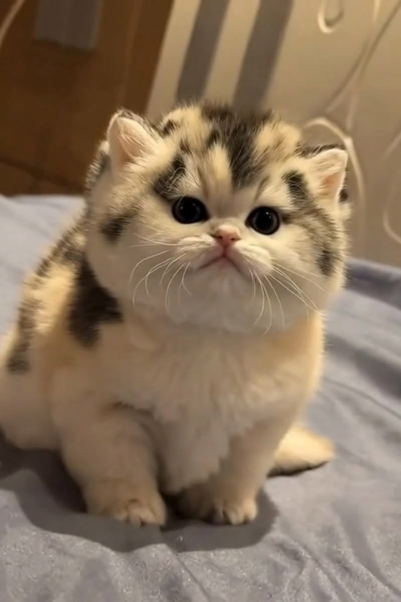 cat205779's tweet photo. https://t.co/yK2RukI0le