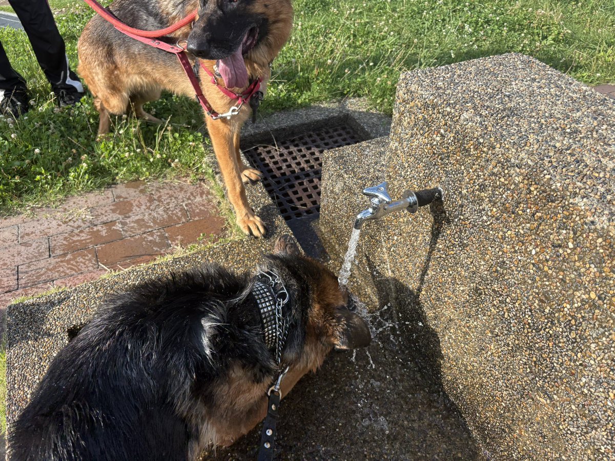 eriza01ps's tweet photo. 午前中はテラスで順番に遊び🎾
夕方からは何周もびわ湖さんぽ
公園で水浴びたり
犬OKのフリースペースで涼んだり🎐
ここはエアコン効いてるから助かる https://t.co/g3qOivmdJF