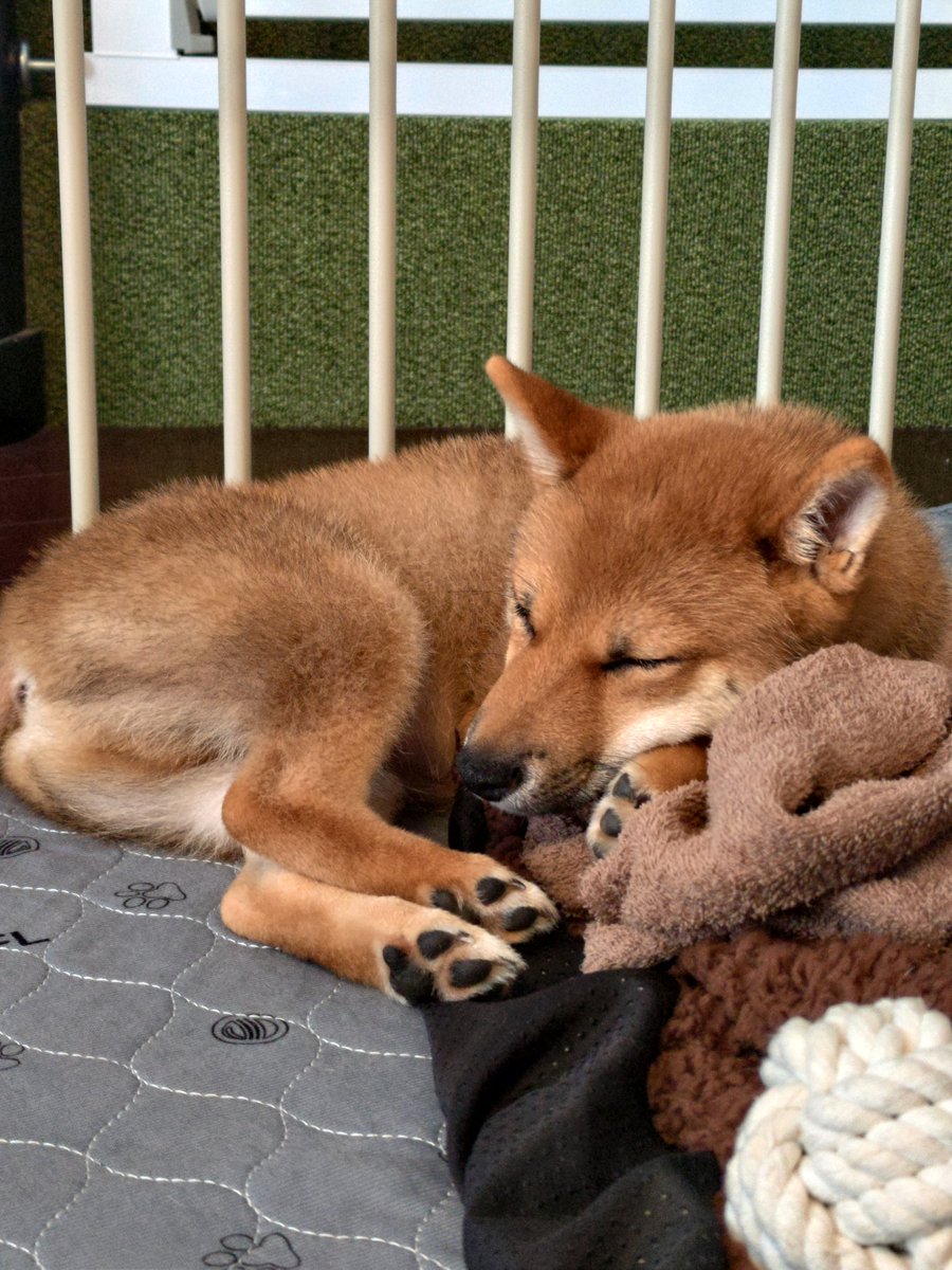 torilenlen's tweet photo. 貴重な寝顔 https://t.co/NmwheExSfg