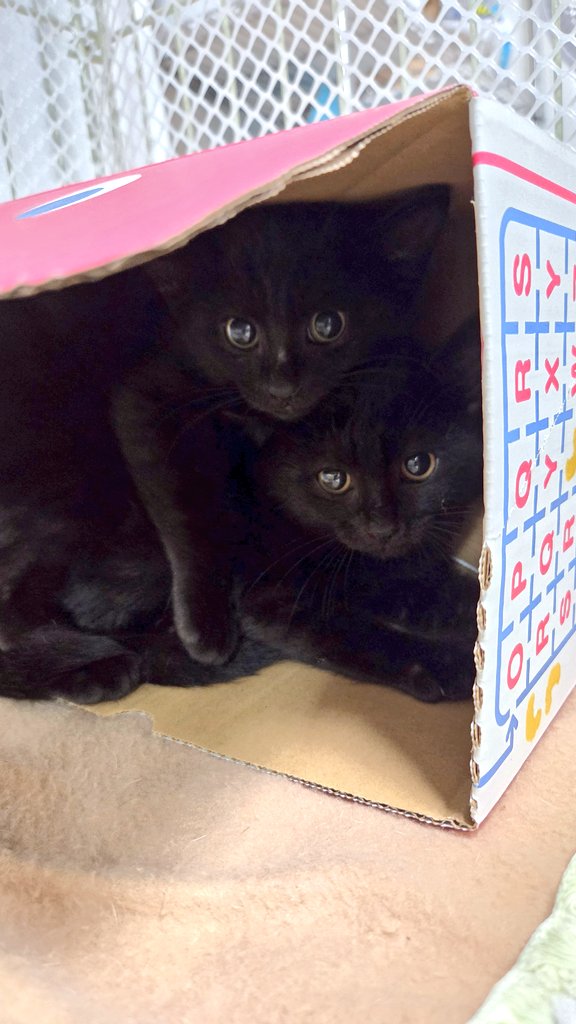 黒姉妹2匹トライアル出発！ 先輩猫も黒猫ちゃん❣️姿なし。 先輩柴
