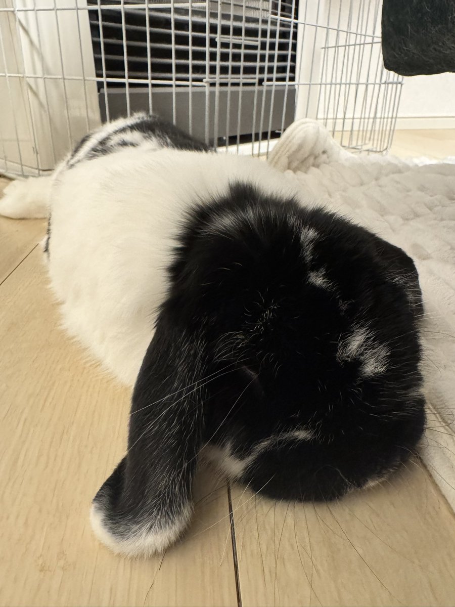 7k7km's tweet photo. ただいまうちのうさたち🐰 https://t.co/HSnlT0qjZ2