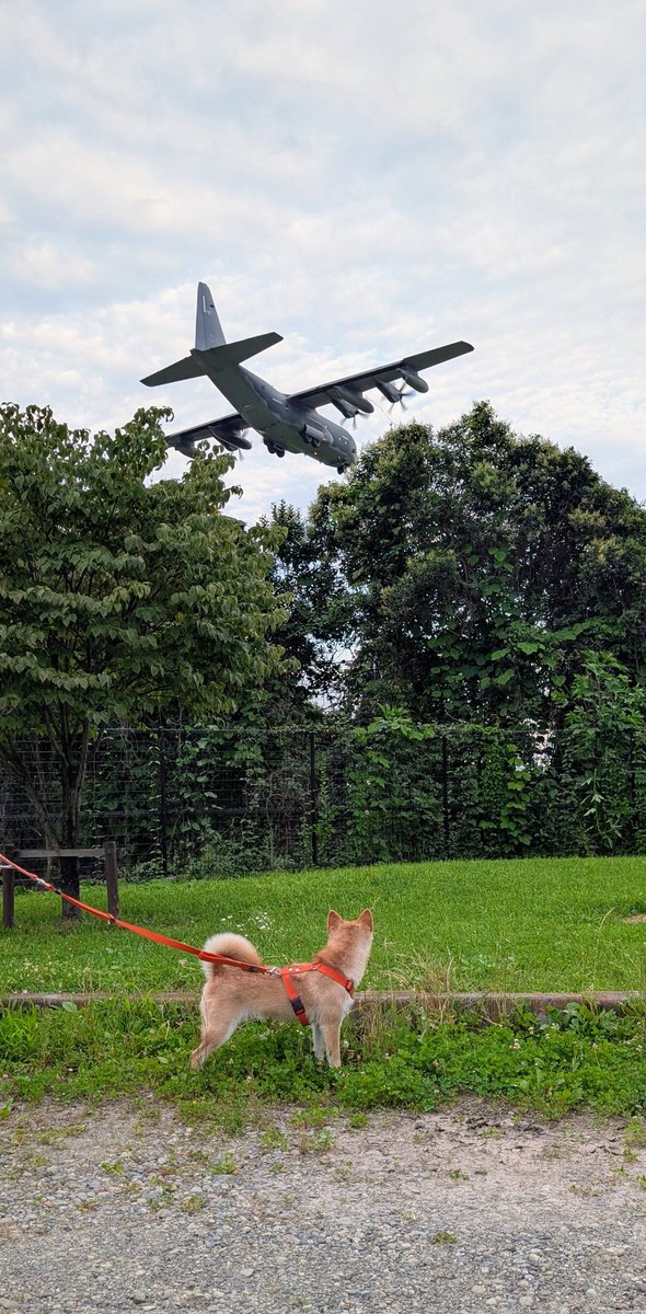 a__natu14's tweet photo. 飛行機と柴犬 https://t.co/9ZULskjtpw