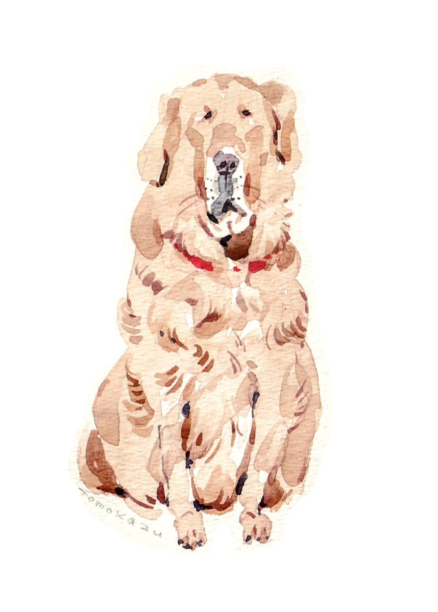 犬達② ビションフリーゼとゴールデンレトリバー