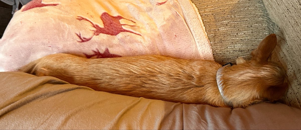 SpontaneousKen1's tweet photo. Also been a while so Nala update she’s trying to be a sausage dog https://t.co/YS4gJKA7bf