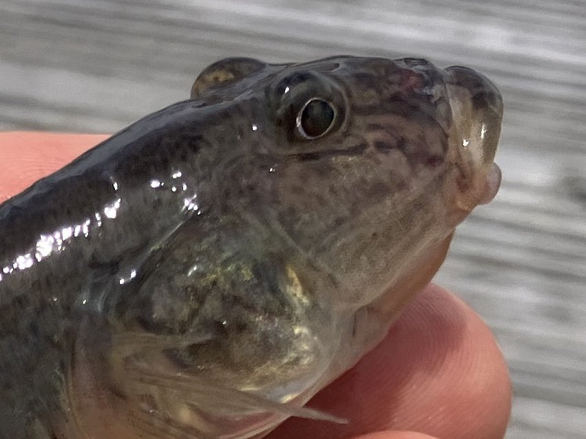zawaorz's tweet photo. ハゼウナ遠征🎣
dbkkさんに連れていただきました🙏
ハゼはかわいい
ウナギは美味しい
釣れて良かった!
#ハゼクラ #ハゼ釣り #ハゼ #goby https://t.co/vV888USefG