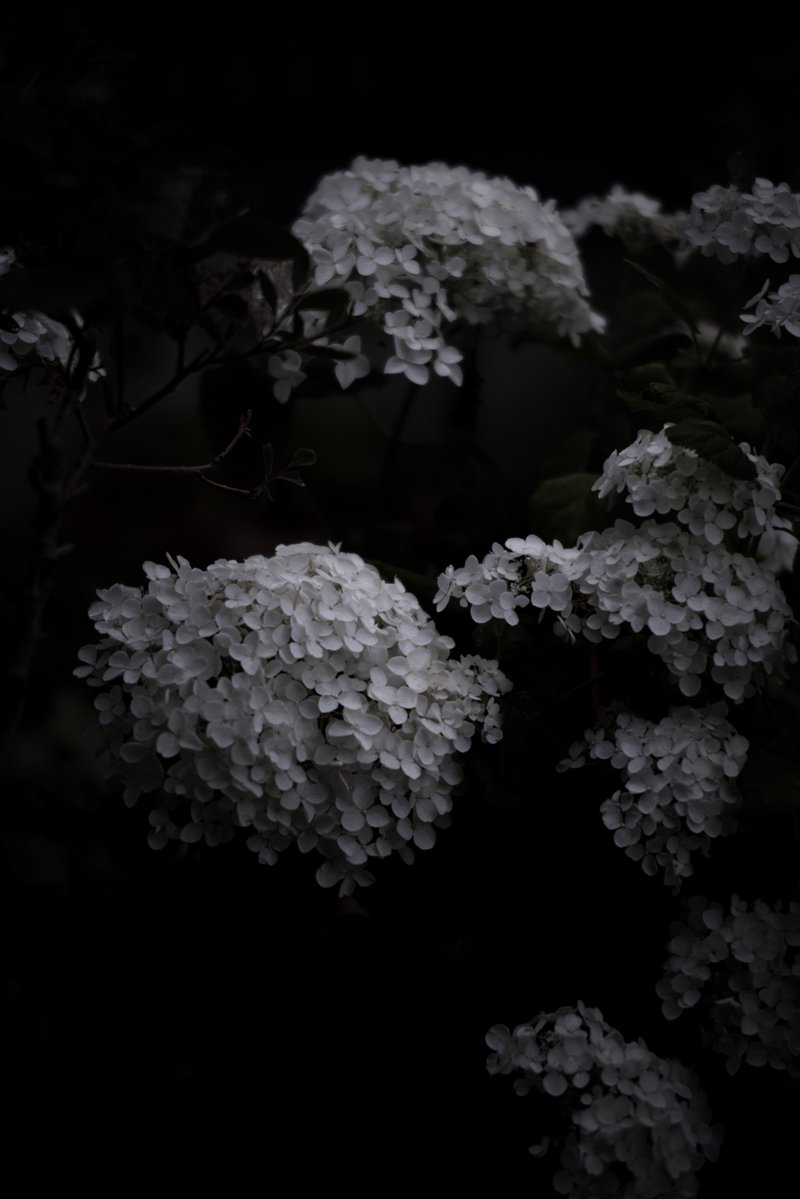 CynicalDrive's tweet photo. 今日のお花🌼 https://t.co/bcIFefUFOa