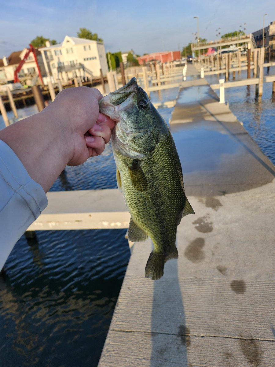 AllHunterout's tweet photo. Some recent fish from my camera roll #fishing #bassfishing #fishingdump #michiganfishing #detroitriver https://t.co/b5PeEuRqJY