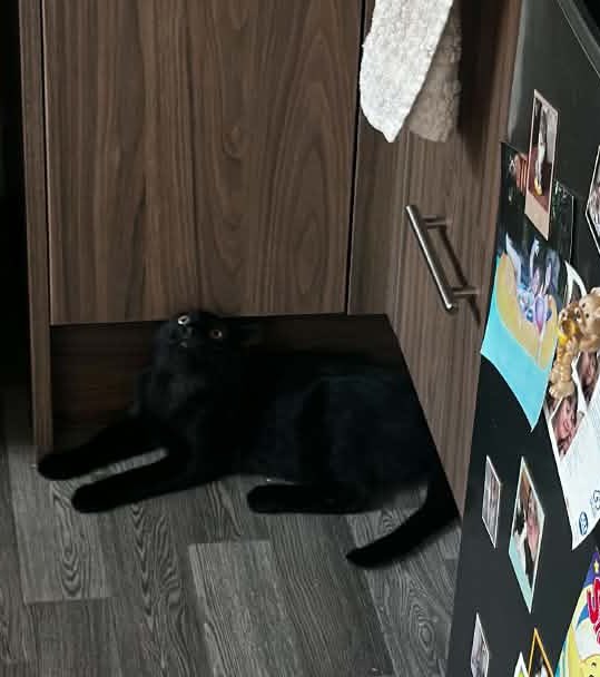 DionPetrie's tweet photo. Told him no more treats #blackcats #caturday https://t.co/wzlatUR5YI