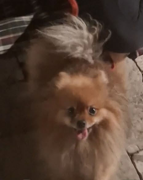 BRINDILLE851's tweet photo. Facebook
Pam Bardot
#SaintTropez
Comment est-il possible qu'en plein cœur de Saint-Tropez, des personnes fassent la manche avec des chiens et des chats qui paraissent drogués, ils ne bougent pas, parfois déguisés pour attirer la compassion des touristes ?
Si ces animaux sont exploités à des fins de mendicité, cela soulève de nombreuses questions sur leur bien-être et sur le respect de la réglementation.
Il serait souhaitable que les autorités compétentes à la cause animales procèdent à des contrôles : vérification de l'identification des animaux (puce électronique), des documents de détention et de leurs conditions de vie.
La protection animale ne doit pas s'arrêter aux vitrines des stations balnéaires. Chaque animal mérite d'être protégé, quelle que soit la personne qui le détient.
#brigittebardot doit se retourner dans sa tombe que dans sa propre ville, les chiens ne sont pas inspectés en verifiant les identités des animaux souvent volés dans d'autres départements.
#SaintTropez #ProtectionAnimale #StopMaltraitance #FondationBrigitteBardot
#police
J'ai vu un chat sphinx (sans poil) statique dans une cage, il dormait debout.
J ai vu 2 chienS moyens deguisés assis autour d' un chapeau de mendicité qui ne bougeaient pas d' un poil portant des lunettes et chapeaux ...et les gens donnent des sous...
Et ce spitz , un chien qui vaut 3000e, pareil statique.
Et des millions de touristes qui passent devant et qui rigolent, pour les carresser il faut donner de l argent.
C'est strictement INTERDIT!!!
Et ce n' est pas les faire partir qu' il faut faire...c est verifier les identités des animaux de ces voleurs d'animaux!