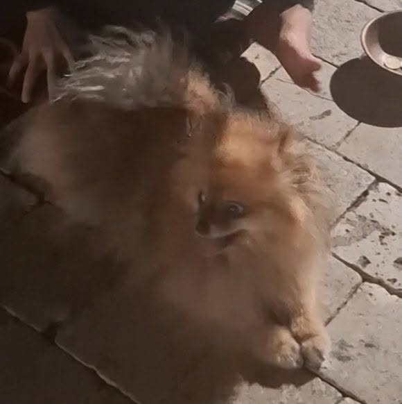 BRINDILLE851's tweet photo. Facebook
Pam Bardot
#SaintTropez
Comment est-il possible qu'en plein cœur de Saint-Tropez, des personnes fassent la manche avec des chiens et des chats qui paraissent drogués, ils ne bougent pas, parfois déguisés pour attirer la compassion des touristes ?
Si ces animaux sont exploités à des fins de mendicité, cela soulève de nombreuses questions sur leur bien-être et sur le respect de la réglementation.
Il serait souhaitable que les autorités compétentes à la cause animales procèdent à des contrôles : vérification de l'identification des animaux (puce électronique), des documents de détention et de leurs conditions de vie.
La protection animale ne doit pas s'arrêter aux vitrines des stations balnéaires. Chaque animal mérite d'être protégé, quelle que soit la personne qui le détient.
#brigittebardot doit se retourner dans sa tombe que dans sa propre ville, les chiens ne sont pas inspectés en verifiant les identités des animaux souvent volés dans d'autres départements.
#SaintTropez #ProtectionAnimale #StopMaltraitance #FondationBrigitteBardot
#police
J'ai vu un chat sphinx (sans poil) statique dans une cage, il dormait debout.
J ai vu 2 chienS moyens deguisés assis autour d' un chapeau de mendicité qui ne bougeaient pas d' un poil portant des lunettes et chapeaux ...et les gens donnent des sous...
Et ce spitz , un chien qui vaut 3000e, pareil statique.
Et des millions de touristes qui passent devant et qui rigolent, pour les carresser il faut donner de l argent.
C'est strictement INTERDIT!!!
Et ce n' est pas les faire partir qu' il faut faire...c est verifier les identités des animaux de ces voleurs d'animaux!