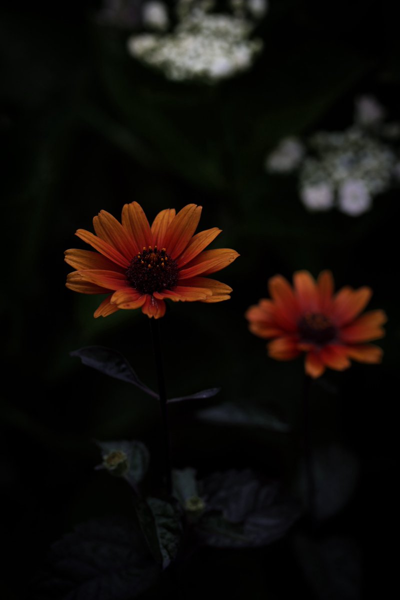 CynicalDrive's tweet photo. 今日のお花🌼 https://t.co/JxpA3OzJaJ