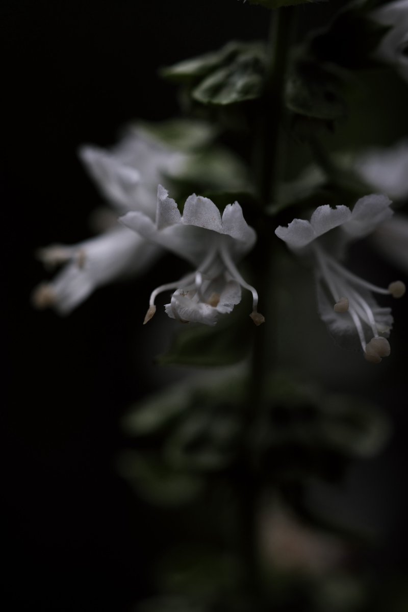 CynicalDrive's tweet photo. 今日のお花🌼 https://t.co/JxpA3OzJaJ