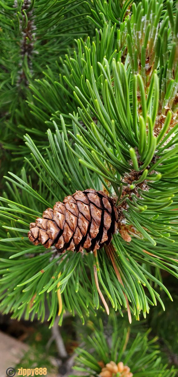 zzippy888's tweet photo. Happy Saturday! 💚🤎
#Mugopine #nature #pinecone #photography #myplant #bloomscrolling https://t.co/7plNWPDZwr