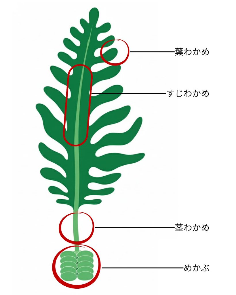 Omiyage_shacho's tweet photo. わかめの全貌を明らかにしました。 https://t.co/D9Z3M794c9