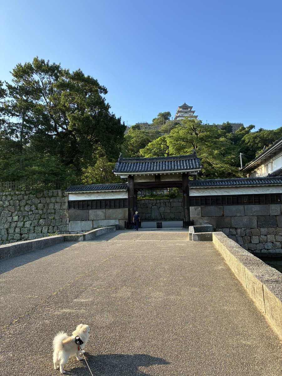 sinn_656's tweet photo. 久々の早朝🏯🚶‍♀️🐕
梅雨も明けたしいつものやせいのタヌキも健在です。まだ蝉の声は聞こえず。イッヌははしゃぎすぎてバテてますね✨ https://t.co/vVe3913QLK