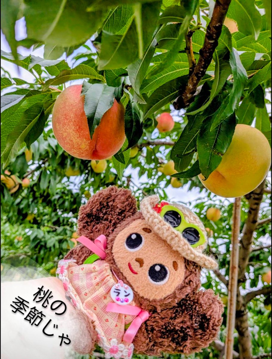 yopipi83's tweet photo. よぴ地方🍑の季節じゃ🤤
#チェブラーシカ
#よぴ家の日常 https://t.co/AIpYzAqhqb