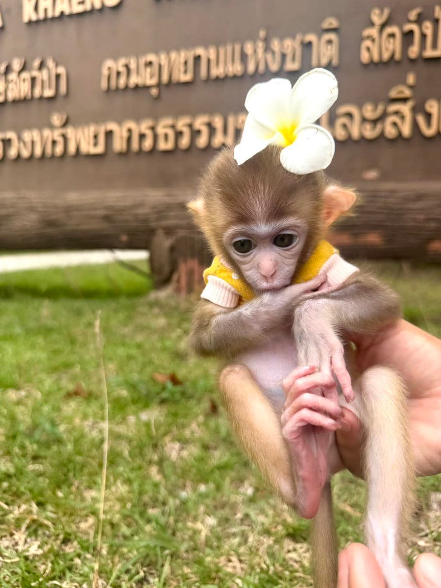 pr_prdnp's tweet photo. 🐒 แจกความสดใส! "น้องมะลิ" ลิงกังตัวจิ๋ว พรีเซ็นเตอร์คนใหม่ของสถานีเพาะเลี้ยงสัตว์ป่าห้วยขาแข้ง ช่วงนี้กินเก่ง เสื้อก็จะแน่นๆ นิดนึง 😆
​
🛑 ตอนนี้สถานีฯ ยังไม่เปิดให้เข้าชมนะคะ ถ้าเปิดเมื่อไหร่มะลิจะรีบ��าบอกเลย! 💕 #ลิงกัง #สถานีเพาะเลี้ยงสัตว์ป่าห้วยขาแข้ง #อุทัยธานี https://t.co/eQ3z8eMU1P