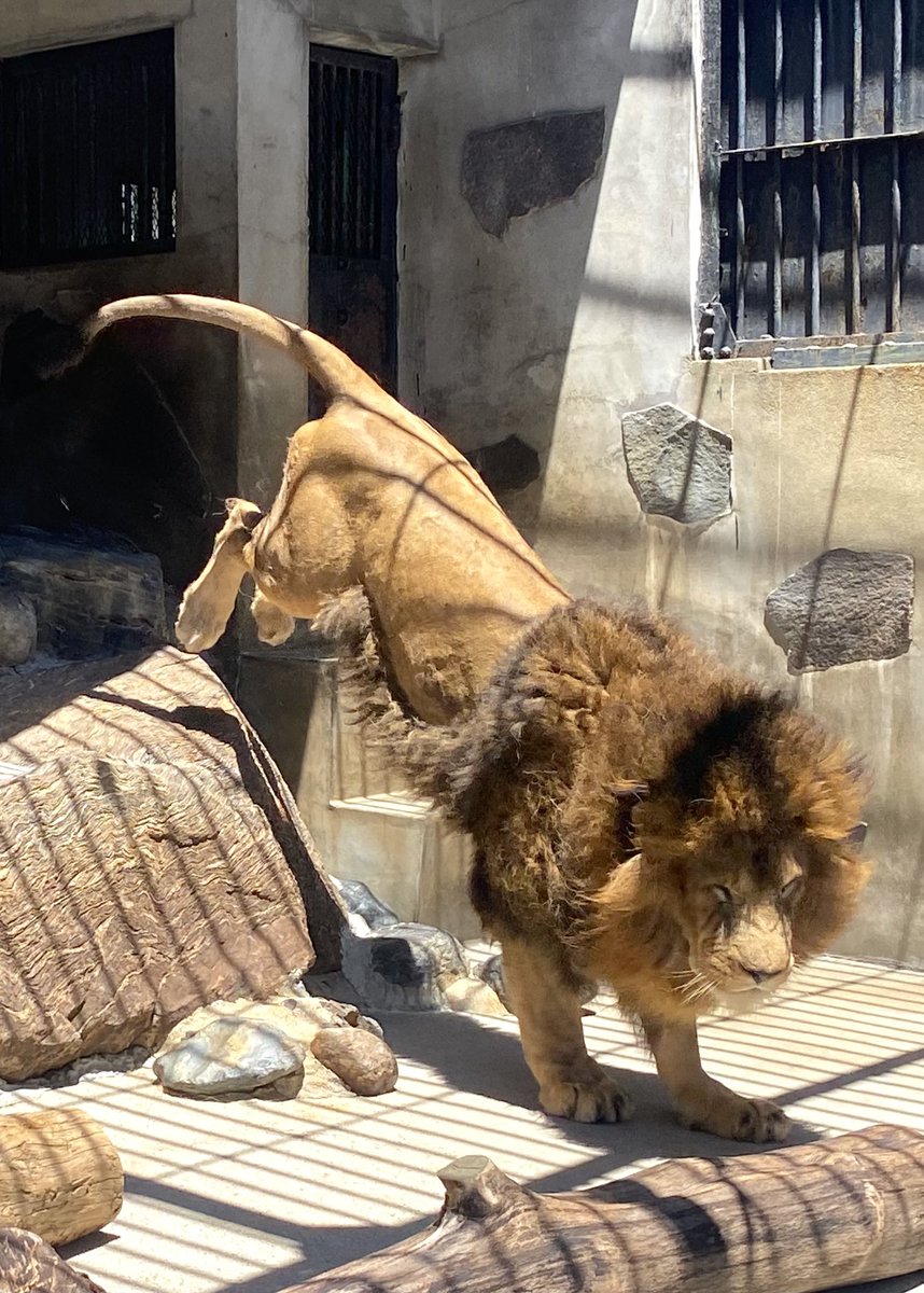 TOKUYAMA_ZOO's tweet photo. 高い岩場からふわりと登場。

#徳山動物園　#ライオン　#リント　#ジャンプ　#ふわり　#登場 https://t.co/EvdplYa3DK
