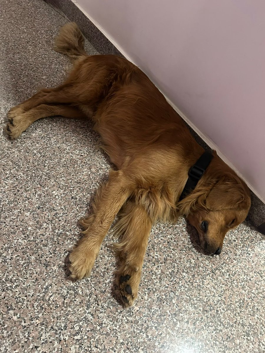 TheViditsharma's tweet photo. 🚨 Lost or Abandoned? Please Help Us Find His Family.💛

This sweet Golden Retriever  was found near Prathala Bridge, Sector 121, Noida We don't know whether he was abandoned or has simply lost his way, but one thing is certain he is a gentle, friendly soul and is safe with a compassionate person for now

If you recognize him or know someone who may have lost their beloved companion, please get in touch with us immediately.

Kindly Share this post so it reaches the right person. A single share could reunite this innocent soul with his family.

Let's come together and help him find his way home. 🙏❤️

#LostDog #GoldenRetriever #Noida