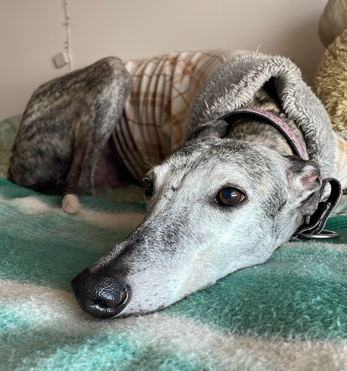 kinder0319's tweet photo. @daianabanana_ Me paso con mi galgo. También niños. Sentimientos entre reírme y enojarme jajaja https://t.co/WPZlGFJam7