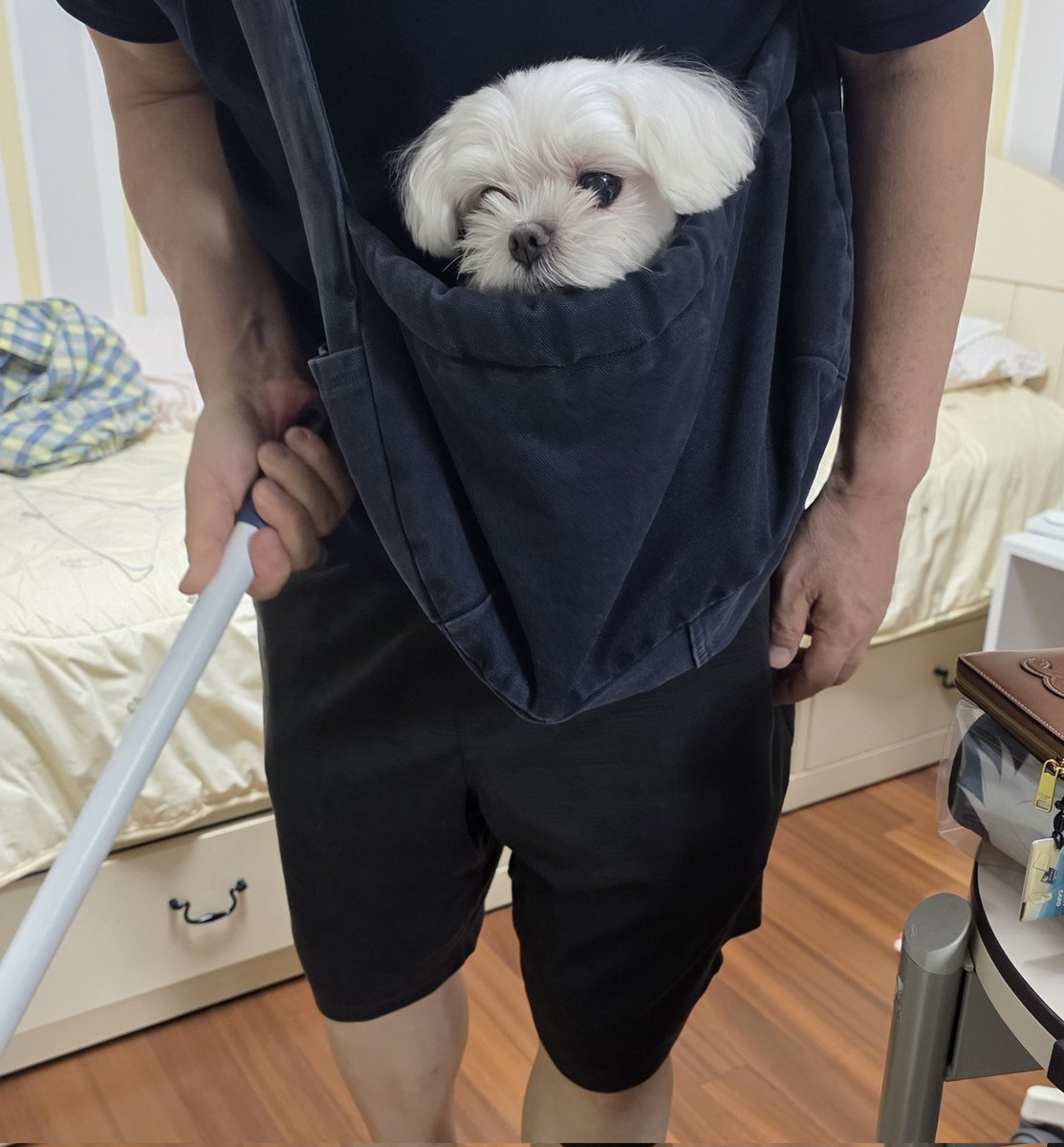 hwindee_joojup's tweet photo. 안기고 싶어서 보채는 강아지
결국 청소하는 아버지한테 안겨있음ㅜㅜ https://t.co/k9nkdhkb6A