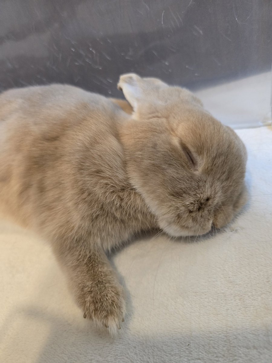 keeby5's tweet photo. うさぎあるある
片目閉じてても片目開いてる https://t.co/gstvYKPM86